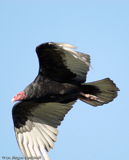 Truthahngeier (11 von 14).jpg